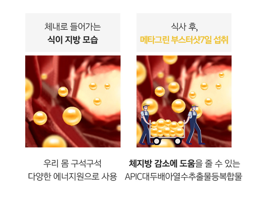 체내로 들어가는 식이 지방 모습