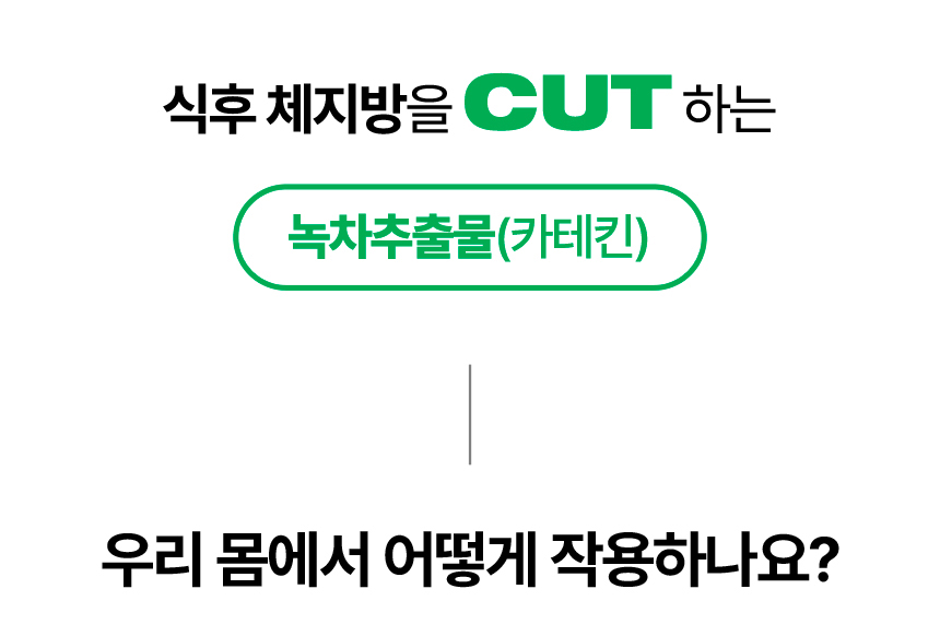 카테킨 작용 방법