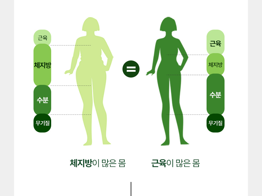 근육 체지방 수분 무기질 체지방이 많은 몸 근육이 많은 몸